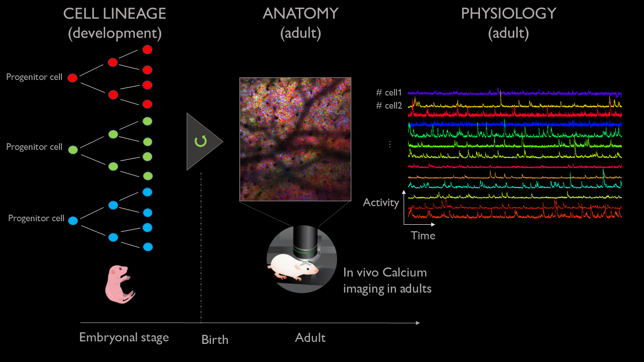 Graphical overview of the dataset combining Brainbow imaging (Anatomical information) and Calcium imaging (Physiological information).