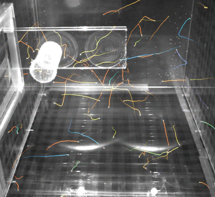 Fly trajectory in a single view (preliminary results).