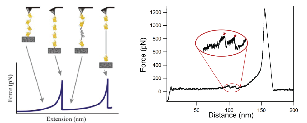 Figure 1. (left) Single-molecule force spectroscopy data are obtained by pulling on a single protein. The force exerted on the molecule increases as it is pulled, and is drops when a domain unfolds. Each peak on the force-distance curve therefore corresponds to an unfolding or a break. (middle) Not all the force curves show interesting events, so large dataset are acquired. (right) The data are quite noisy and detection of the unfolding peaks (highlighted in red) is challenging automatically.